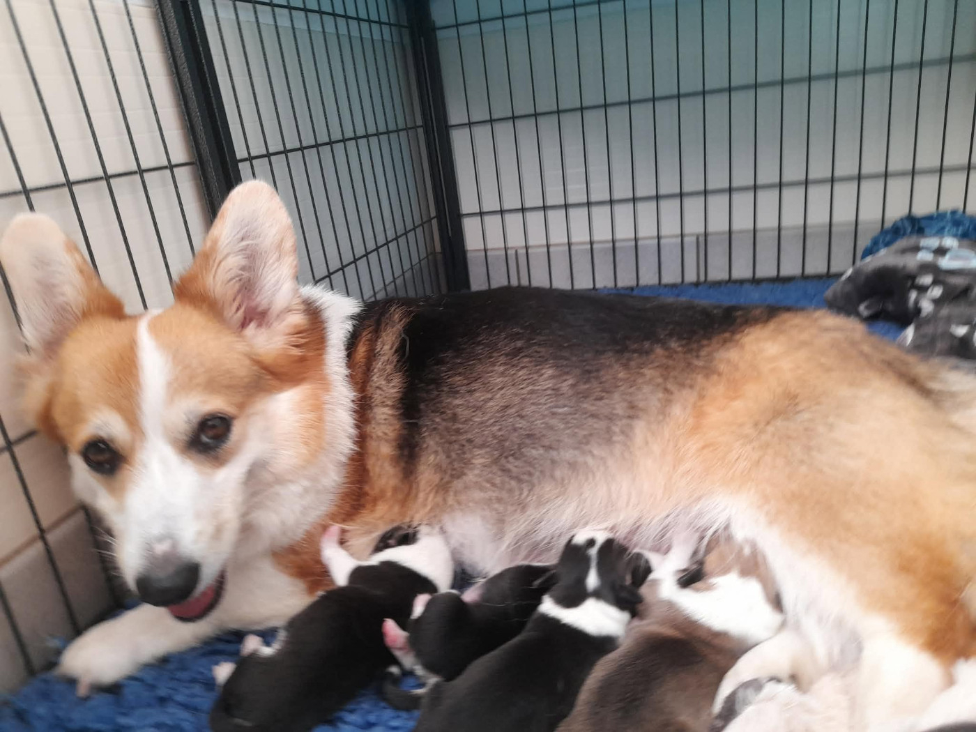 des salines de Goupil - Chiots disponibles - Welsh Corgi Pembroke