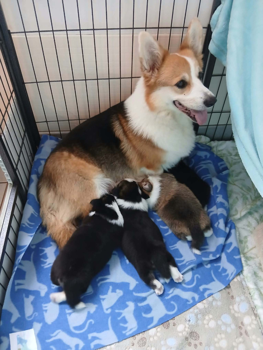 des salines de Goupil - Chiots disponibles - Welsh Corgi Pembroke