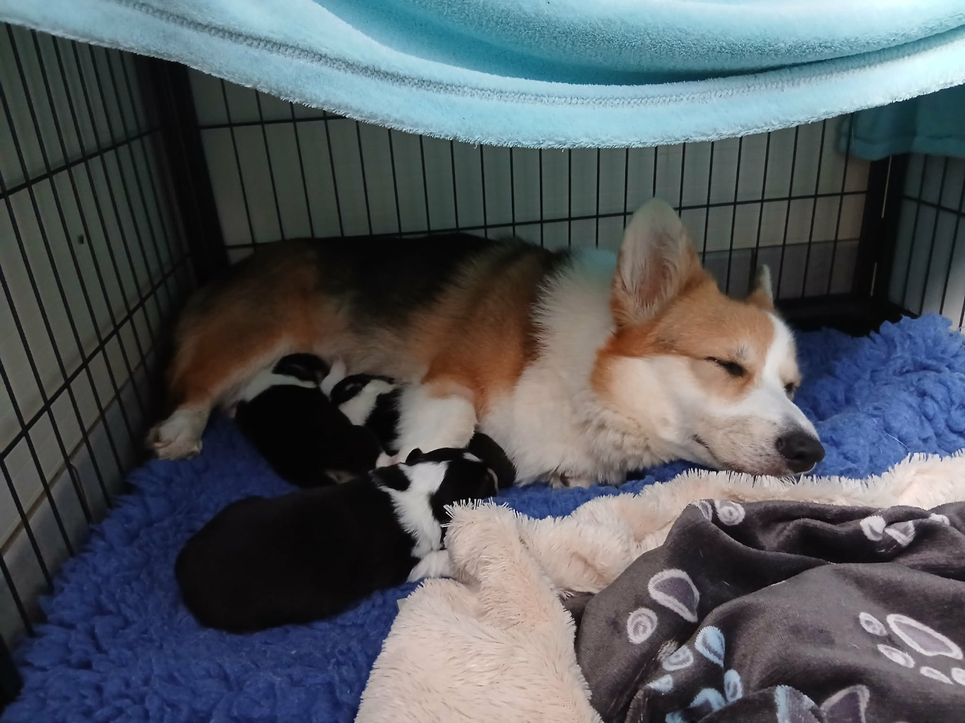des salines de Goupil - Chiots disponibles - Welsh Corgi Pembroke