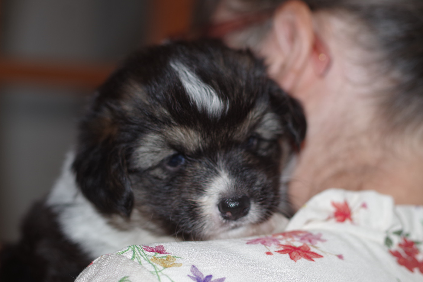 des salines de Goupil - Chiots disponibles - Welsh Corgi Pembroke