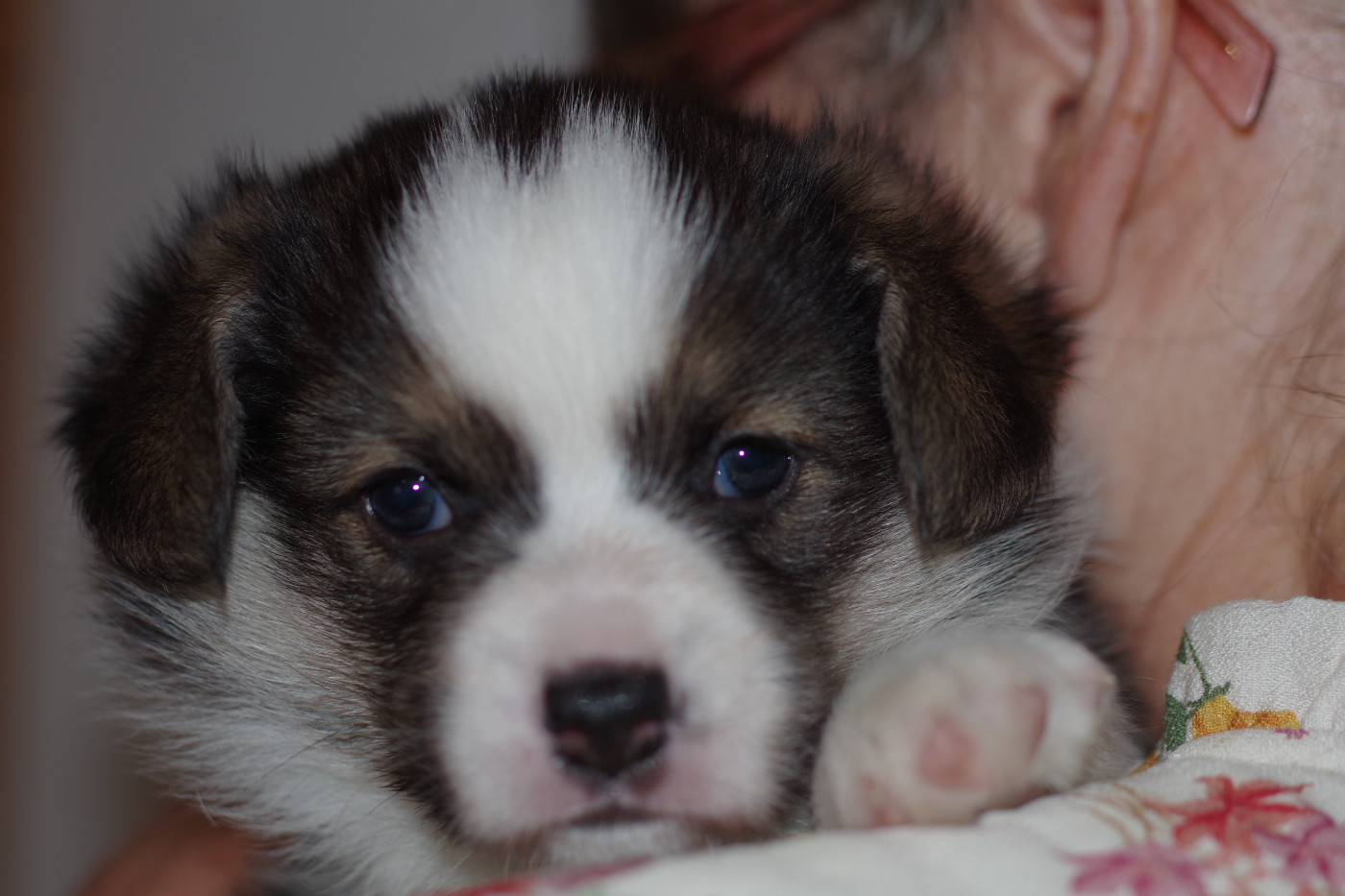 des salines de Goupil - Chiots disponibles - Welsh Corgi Pembroke