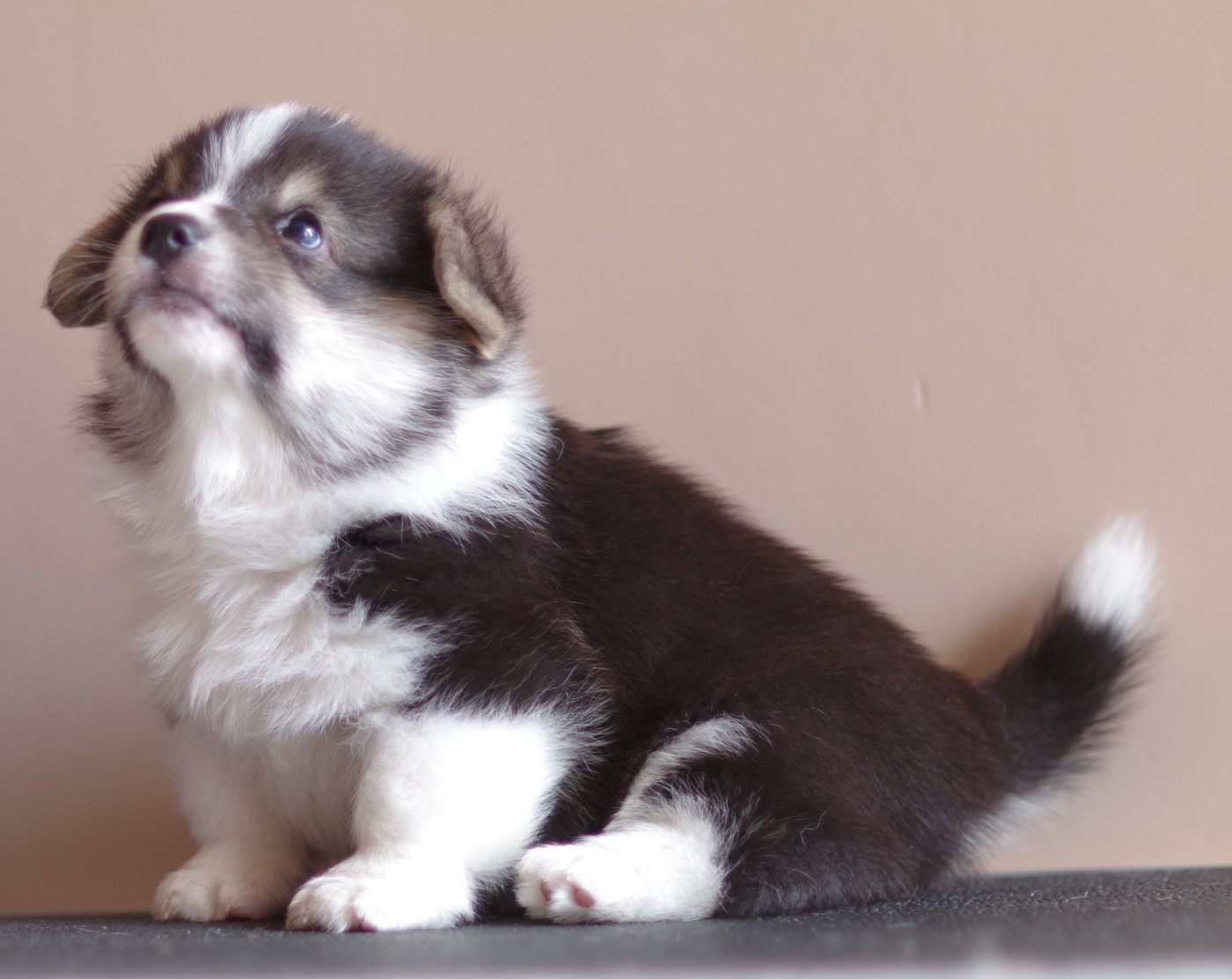 des salines de Goupil - Chiots disponibles - Welsh Corgi Pembroke