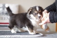 CHIOT7