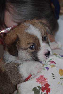 CHIOT 2