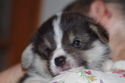CHIOT 4