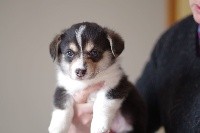 CHIOT 8