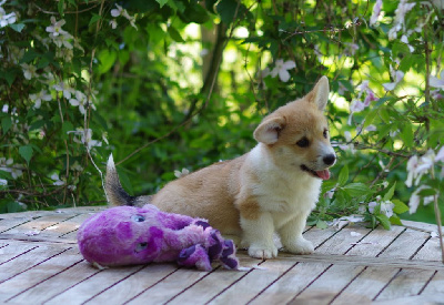FLOKI