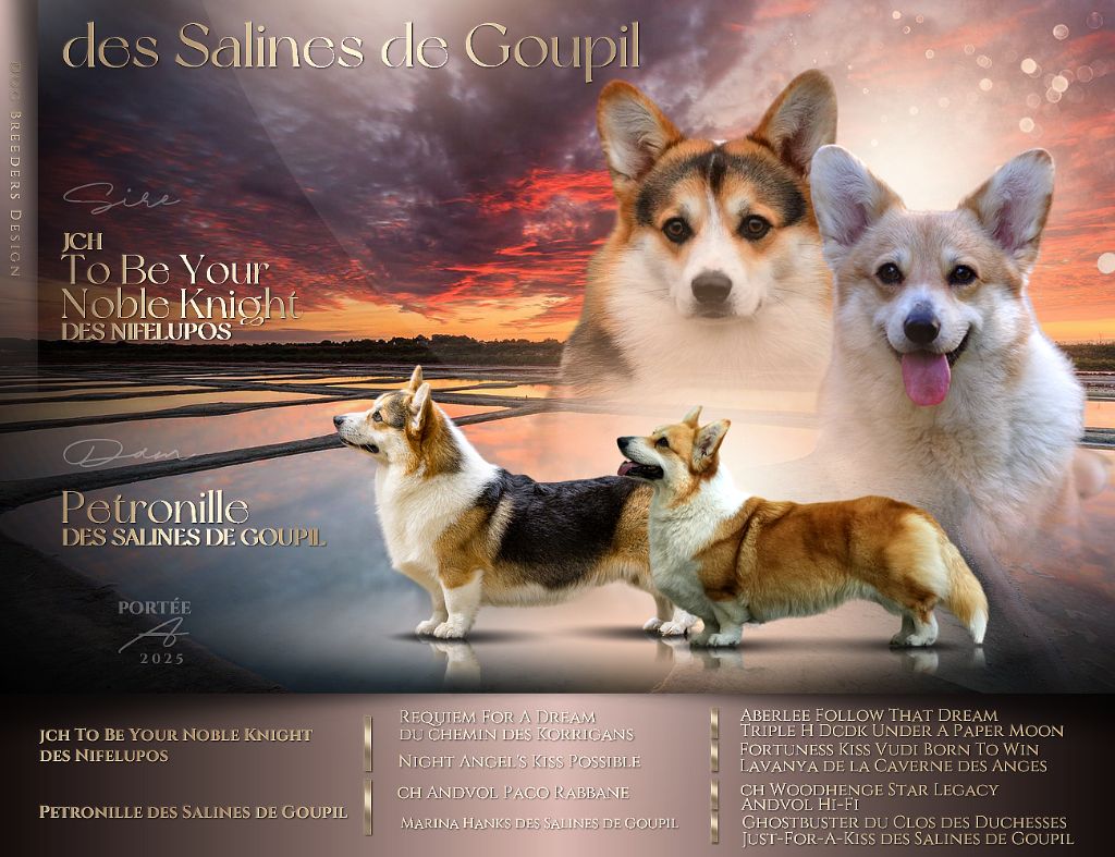 Chiot Welsh Corgi Pembroke des salines de Goupil