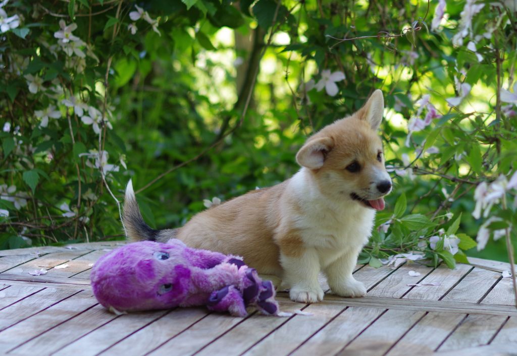 des salines de Goupil - Chiots disponibles - Welsh Corgi Pembroke